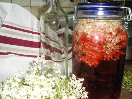 Macération Fleurs de Sureau, c'est beau !